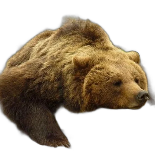 animal, creature, staff, face, photorealistic, 3d render, concept art, brown transparent PNG cut-out