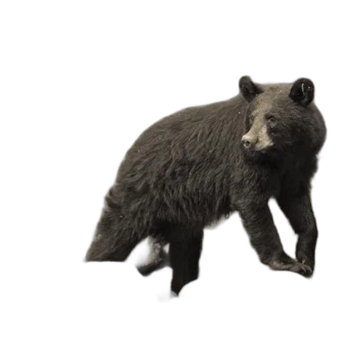 animal, creature, 3d render, concept art, photorealistic, black, bear, stands transparent PNG cut-out