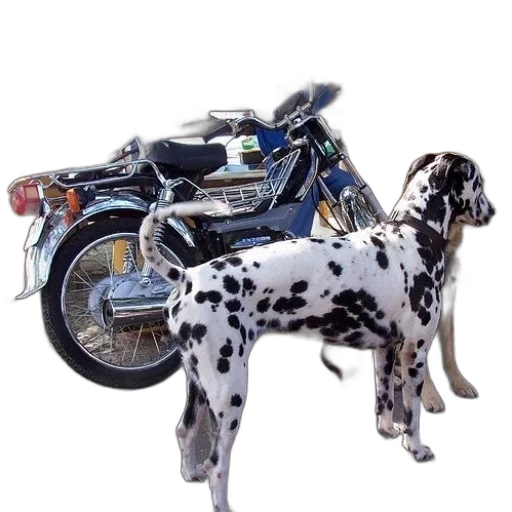 animal, photorealistic, concept art, 3d render, oil painting, dalmatian, dog, stands transparent PNG cut-out