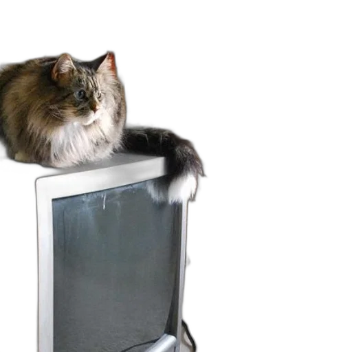 animal, bottle, furniture, robot, 3d render, photorealistic, fluffy, cat transparent PNG cut-out