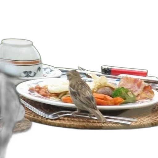 food, animal, creature, photorealistic, 3d render, bird, perches, plate transparent PNG cut-out
