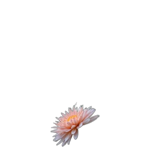 flower, creature, animal, hair transparent PNG cut-out