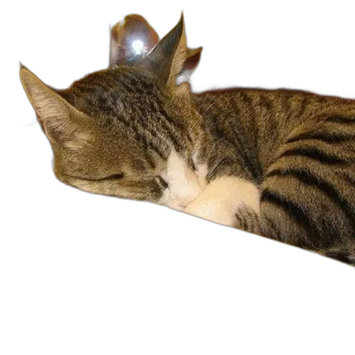 crown, staff, animal, hat, photorealistic, 3d render, concept art, cat transparent PNG cut-out