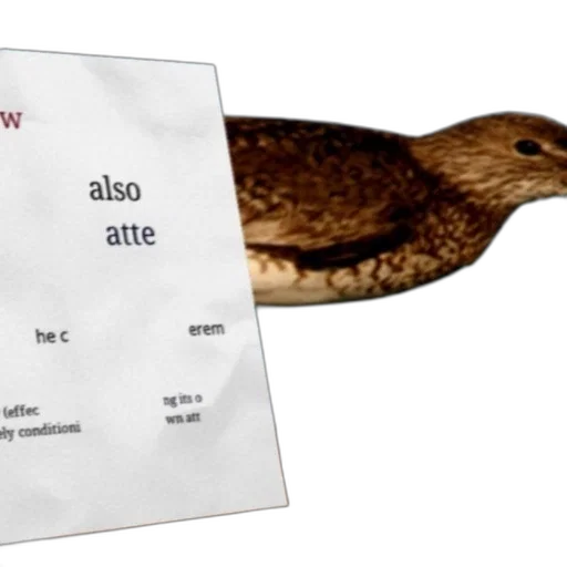 animal, hat, hair, sword, bird, shown, background, text transparent PNG cut-out
