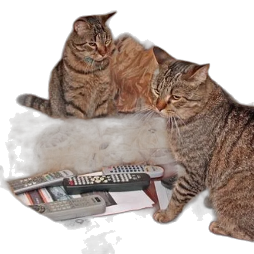 furniture, fire, two, cats, sit, couch, remote, controls transparent PNG cut-out