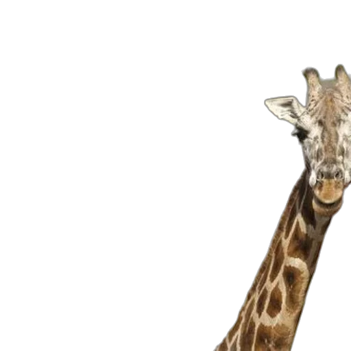 animal, creature, staff, face transparent PNG cut-out