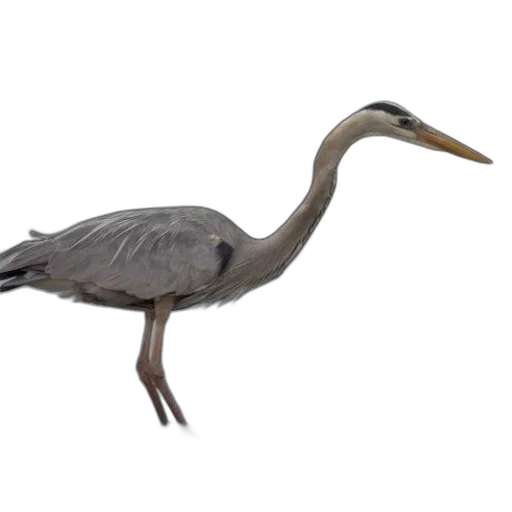 animal, creature, staff, 3d render, photorealistic, concept art, great, blue transparent PNG cut-out