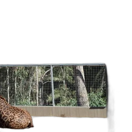 hair, animal, hat, shoes, forest, two, giraffes, enclosure transparent PNG cut-out