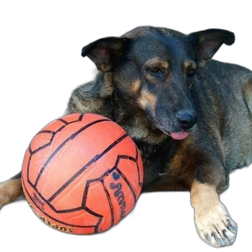 animal, creature, photorealistic, dog, laying, next, orange, soccer transparent PNG cut-out