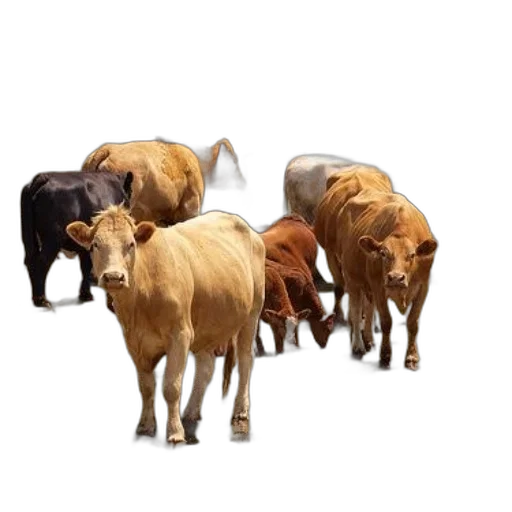 animal, food, photorealistic, concept art, diverse, herd, cows, including transparent PNG cut-out