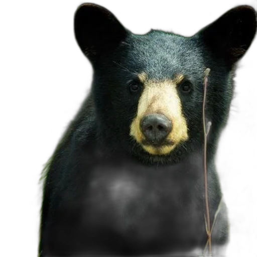 animal, staff, creature, face, photorealistic, 3d render, concept art, black transparent PNG cut-out