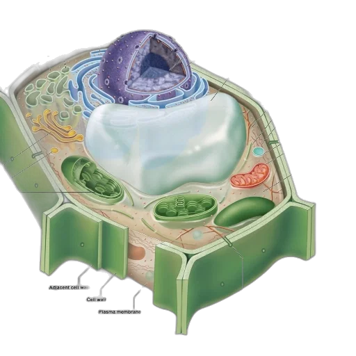 food, crown, jewelry, underwater, detailed, diagram, animal, cell transparent PNG cut-out