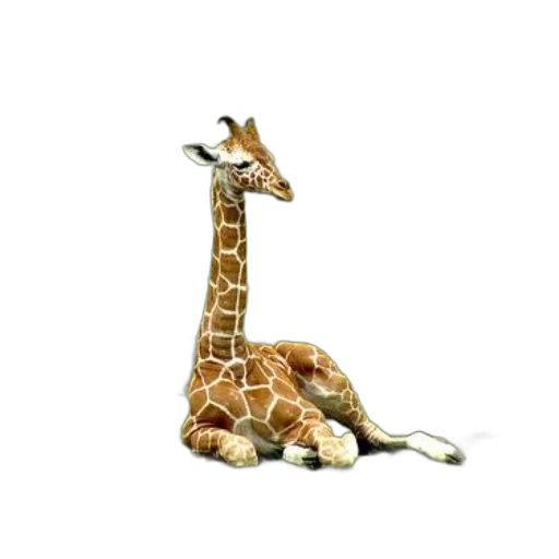 animal, creature, staff, hat, 3d render, concept art, photorealistic, pixel art transparent PNG cut-out