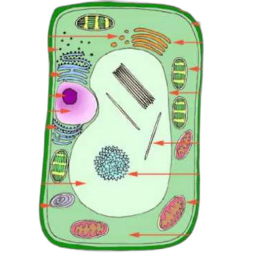 jewelry, detailed, diagram, plant, cell, labeled, various, organelles transparent PNG cut-out