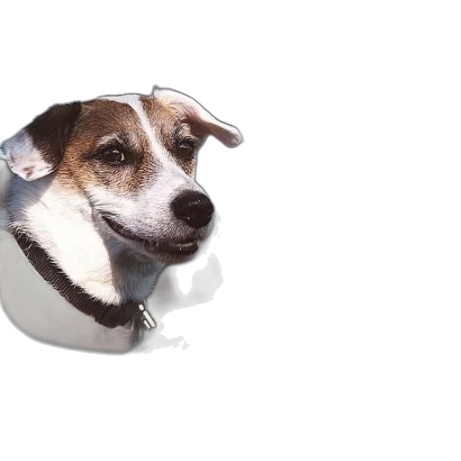 animal, staff, face, hat, photorealistic, 3d render, dog, collar transparent PNG cut-out