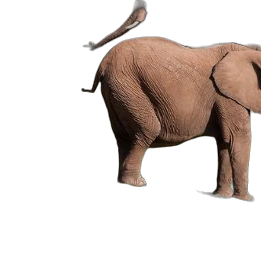 animal, creature, weapon, shoes, 3d render, concept art, photorealistic, earth tones transparent PNG cut-out
