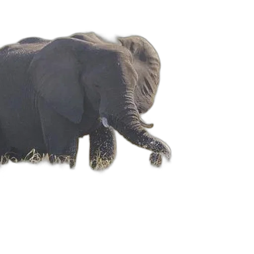 animal, creature, hair, staff, 3d render, photorealistic, concept art, majestic transparent PNG cut-out