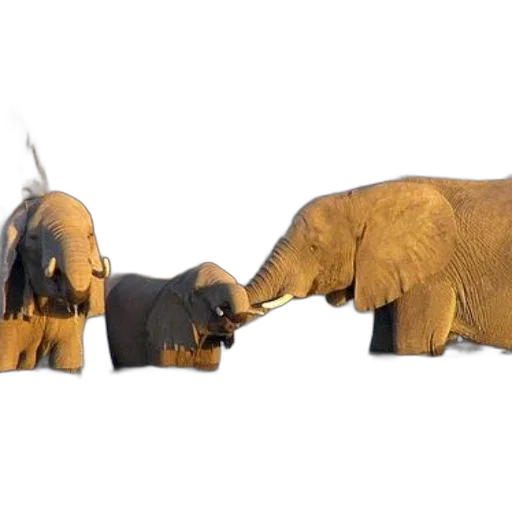 animal, 3d render, concept art, photorealistic, forest, elephants, gather, watering transparent PNG cut-out