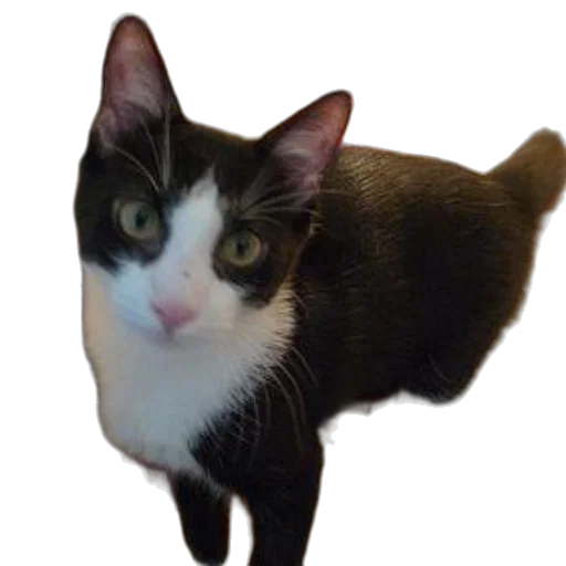 animal, staff, creature, face, photorealistic, 3d render, pixel art, black transparent PNG cut-out