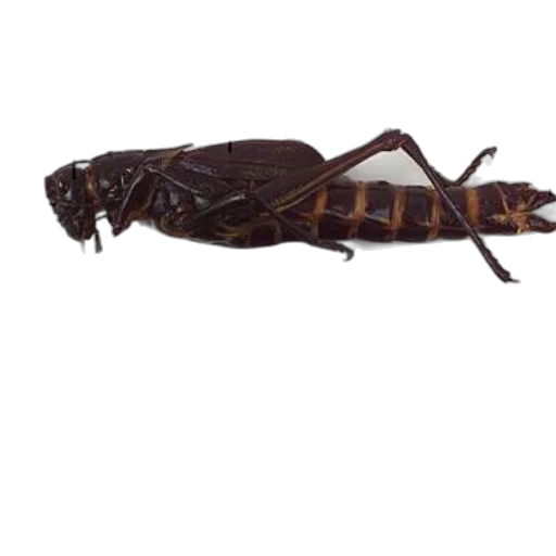 animal, creature, staff, dragon, concept art, 3d render, photorealistic, diagram transparent PNG cut-out