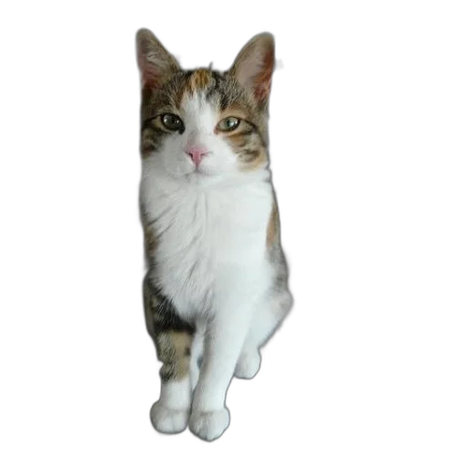 animal, staff, creature, face, photorealistic, 3d render, pixel art, concept art transparent PNG cut-out