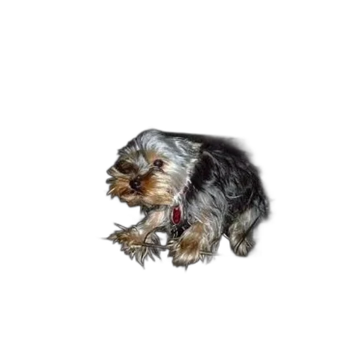 animal, creature, staff, hair, photorealistic, pixel art, 3d render, pencil sketch transparent PNG cut-out
