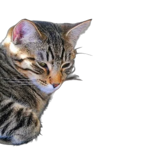 animal, staff, photorealistic, 3d render, tabby, cat, sits, next transparent PNG cut-out