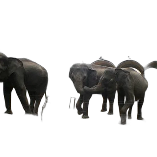 animal, 3d render, concept art, photorealistic, three, elephants, stand, enclosure transparent PNG cut-out