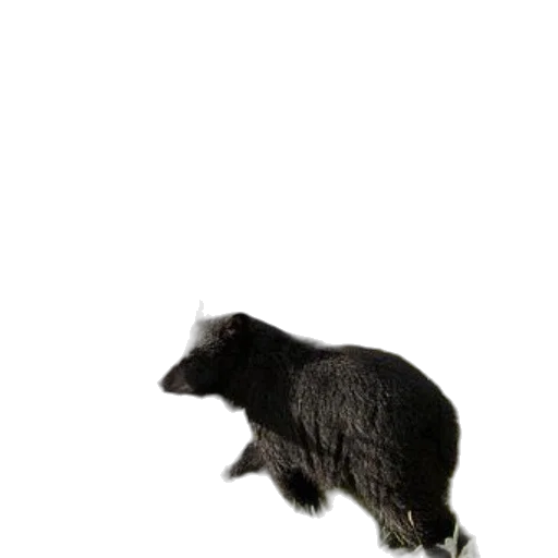 animal, creature, hair, staff, 3d render, photorealistic, concept art, two transparent PNG cut-out