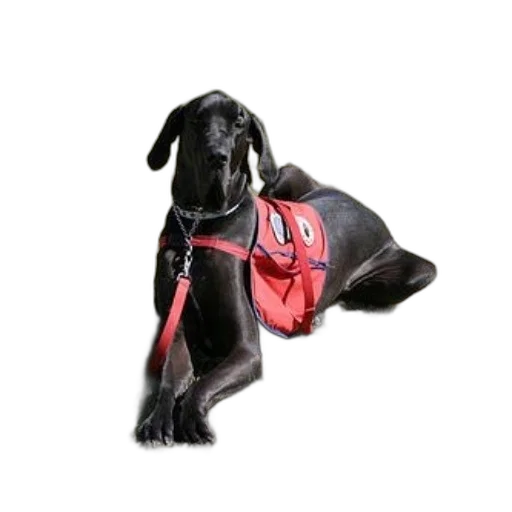 staff, black, dog, wearing, red, vest, sitting, grass transparent PNG cut-out