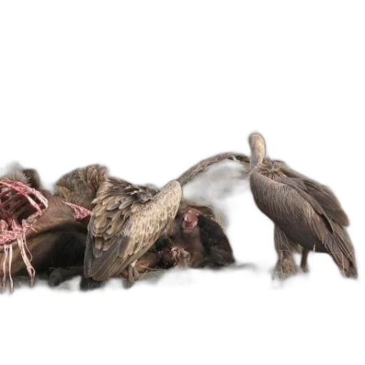 hair, food, animal, creature, 3d render, photorealistic, group, vultures transparent PNG cut-out