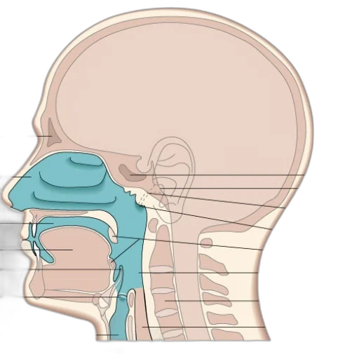 face, mask, crown, robot, anatomical, diagram, human, head transparent PNG cut-out