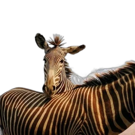 animal, creature, hair, hat, photorealistic, 3d render, concept art, fantasy art transparent PNG cut-out