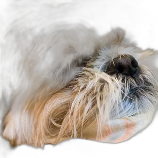 hair, animal, creature, hat, photorealistic, 3d render, watercolor, oil painting transparent PNG cut-out