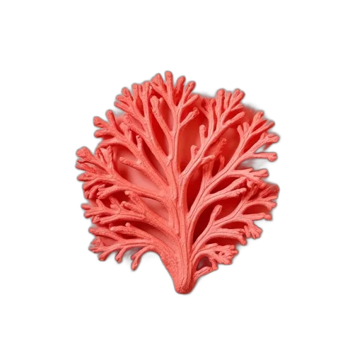 crown, flower, hair, jewelry transparent PNG cut-out
