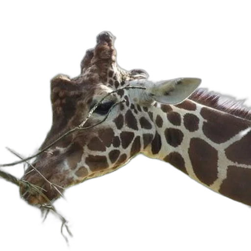 animal, staff, creature, weapon transparent PNG cut-out