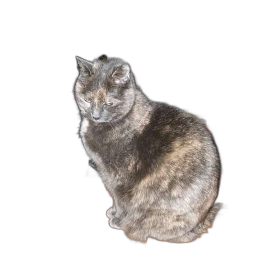 animal, creature, staff, crown, photorealistic, 3d render, cat, sits transparent PNG cut-out