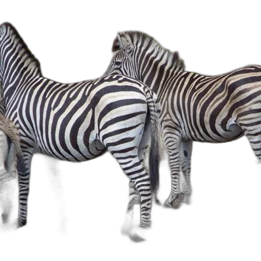 animal, creature, jewelry, furniture, 3d render, concept art, photorealistic, fantasy art transparent PNG cut-out