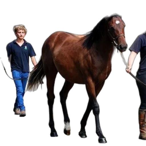 animal, two, individuals, lead, brown, horse, outdoor, setting transparent PNG cut-out