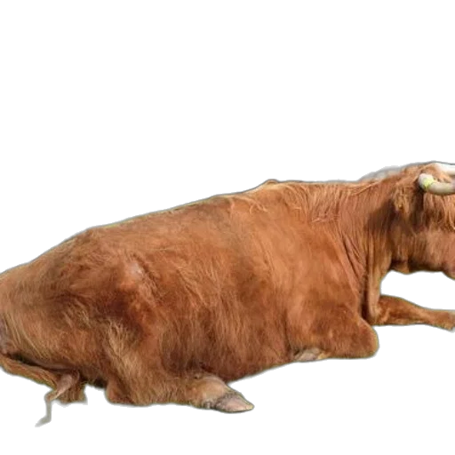 animal, creature, food, weapon, photorealistic, 3d render, concept art, large transparent PNG cut-out
