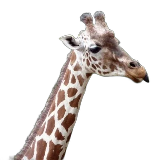animal, staff, creature, face, photorealistic, 3d render, concept art, giraffe transparent PNG cut-out