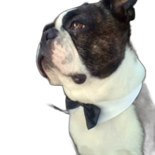 staff, animal, face, creature, photorealistic, 3d render, boston, terrier transparent PNG cut-out