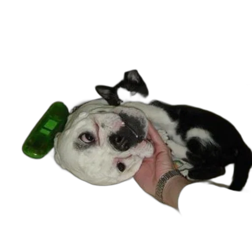 staff, animal, hat, creature transparent PNG cut-out