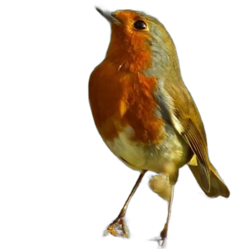animal, staff, creature, food transparent PNG cut-out