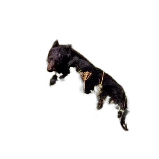 animal, dragon, creature, staff, photorealistic, black, bear, seen transparent PNG cut-out
