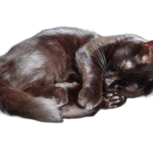 animal, creature, staff, hair, photorealistic, dark, monochrome, black transparent PNG cut-out