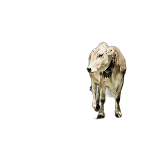 animal, creature, jewelry, mask, 3d render, concept art, photorealistic, pixel art transparent PNG cut-out