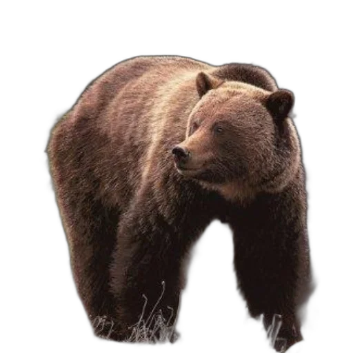 animal, creature, staff, face, photorealistic, concept art, 3d render, book transparent PNG cut-out