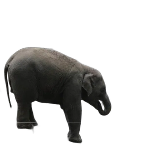 animal, creature, hat, shoes transparent PNG cut-out