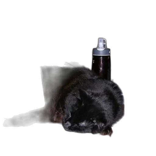 bottle, animal, hair, creature, photorealistic, 3d render, black, cat transparent PNG cut-out